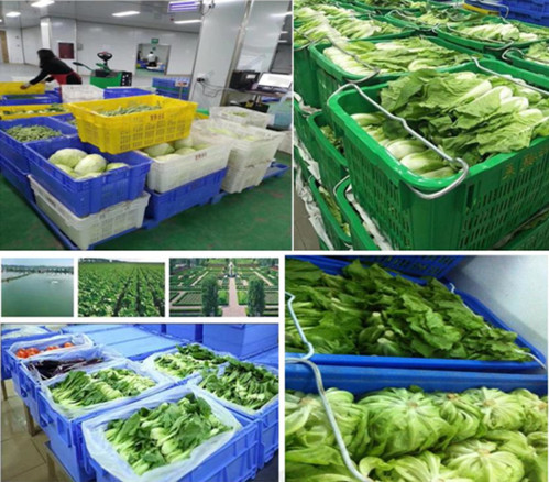 广州蔬菜配送公司